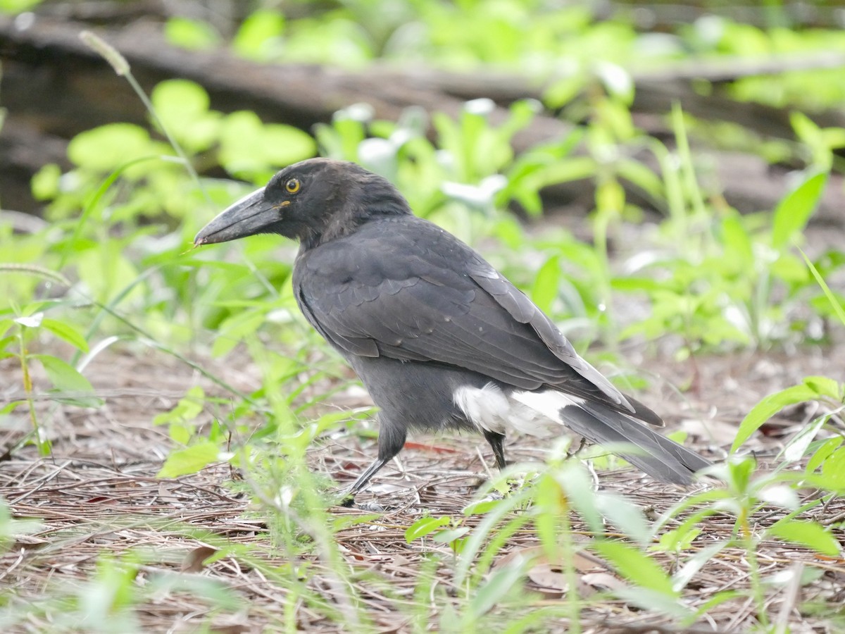 Pied Currawong - ML91960131