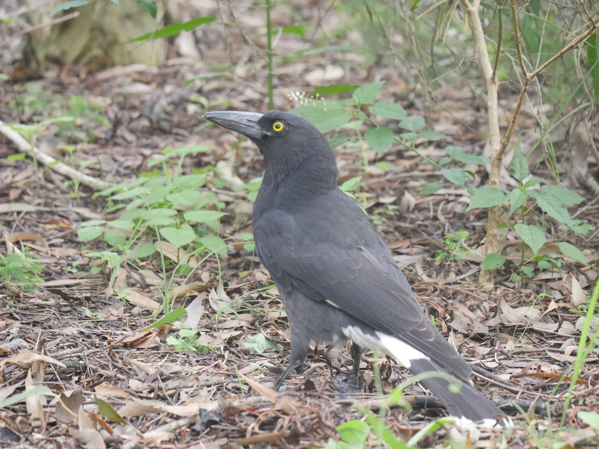 Pied Currawong - ML91960141