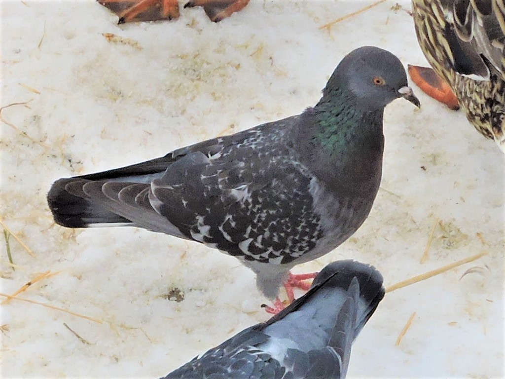 Rock Pigeon (Feral Pigeon) - Roy Lambert
