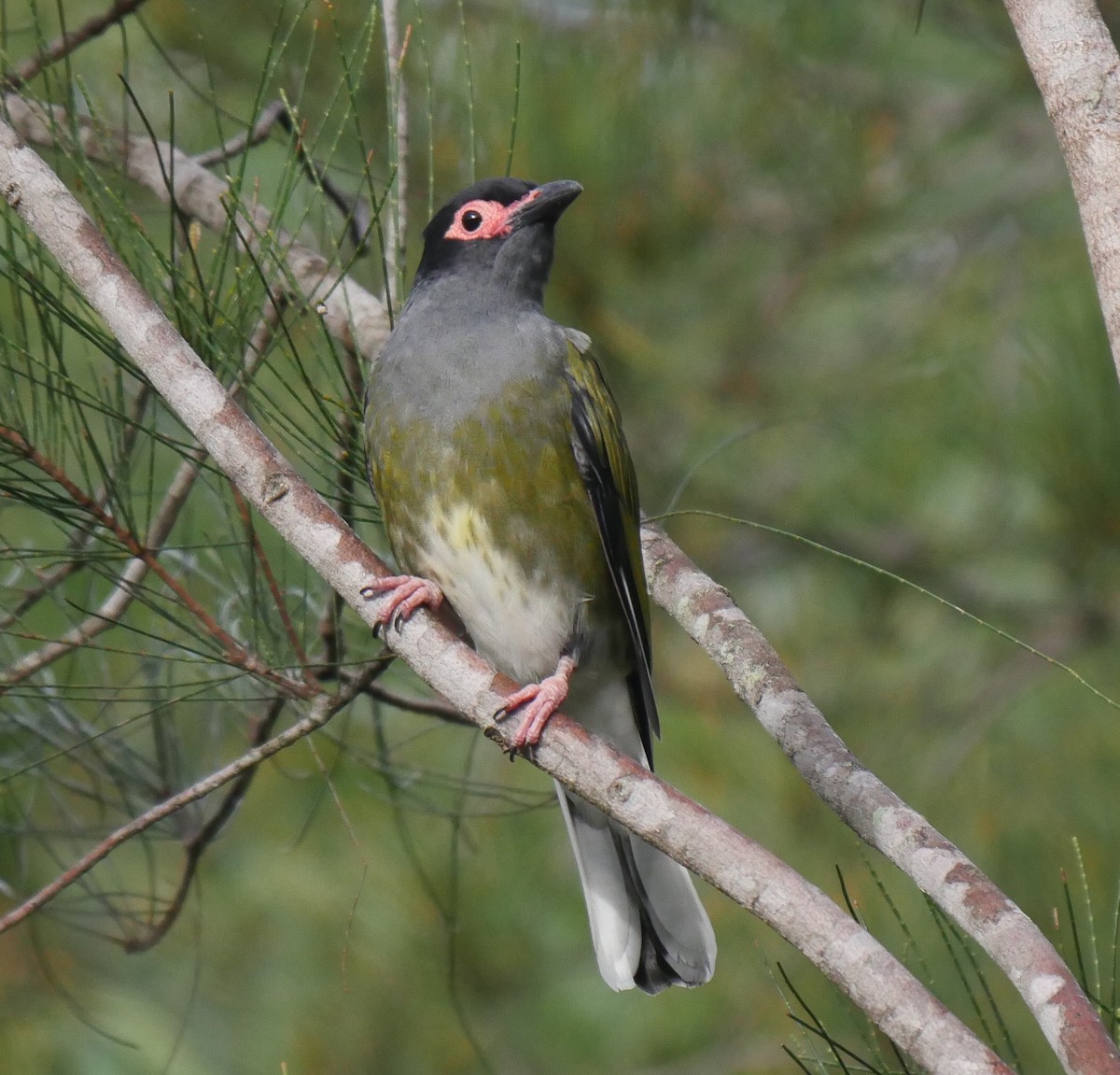 Australasian Figbird - Peter Lowe