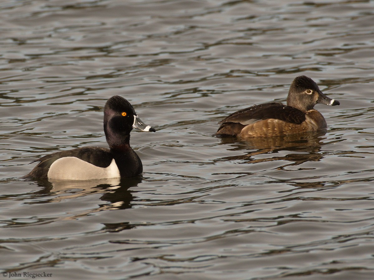 Ring-necked Duck - ML91960471