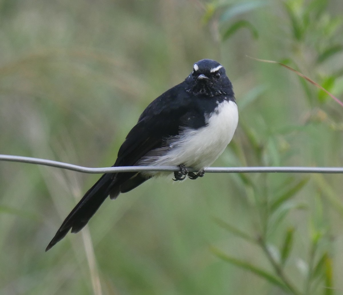 Willie-wagtail - ML91960581