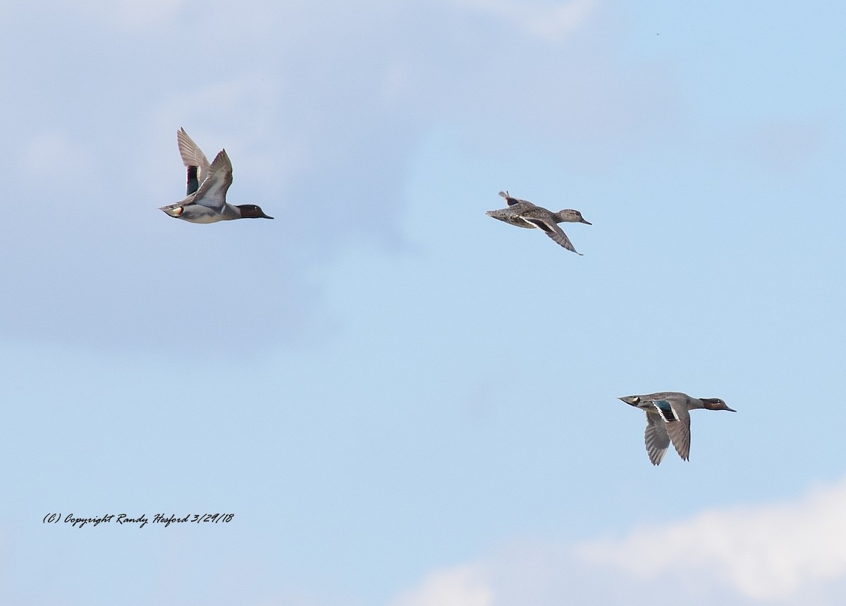 Green-winged Teal - Randy Hesford