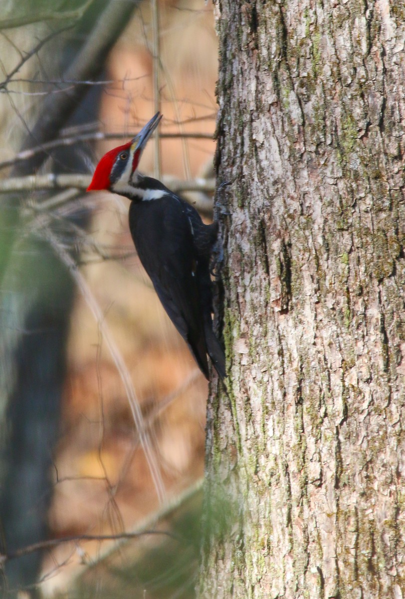 Pileated Woodpecker - Devin Griffiths