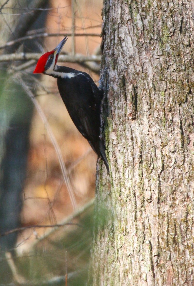 Pileated Woodpecker - ML91962371