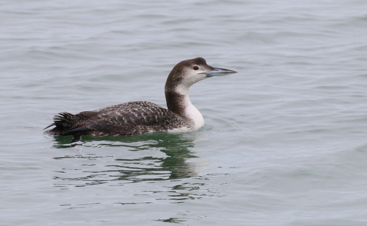 Common Loon - Devin Griffiths