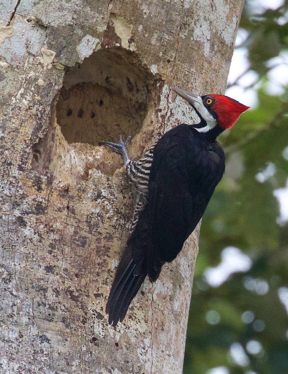 Crimson-crested Woodpecker - Ed Harper