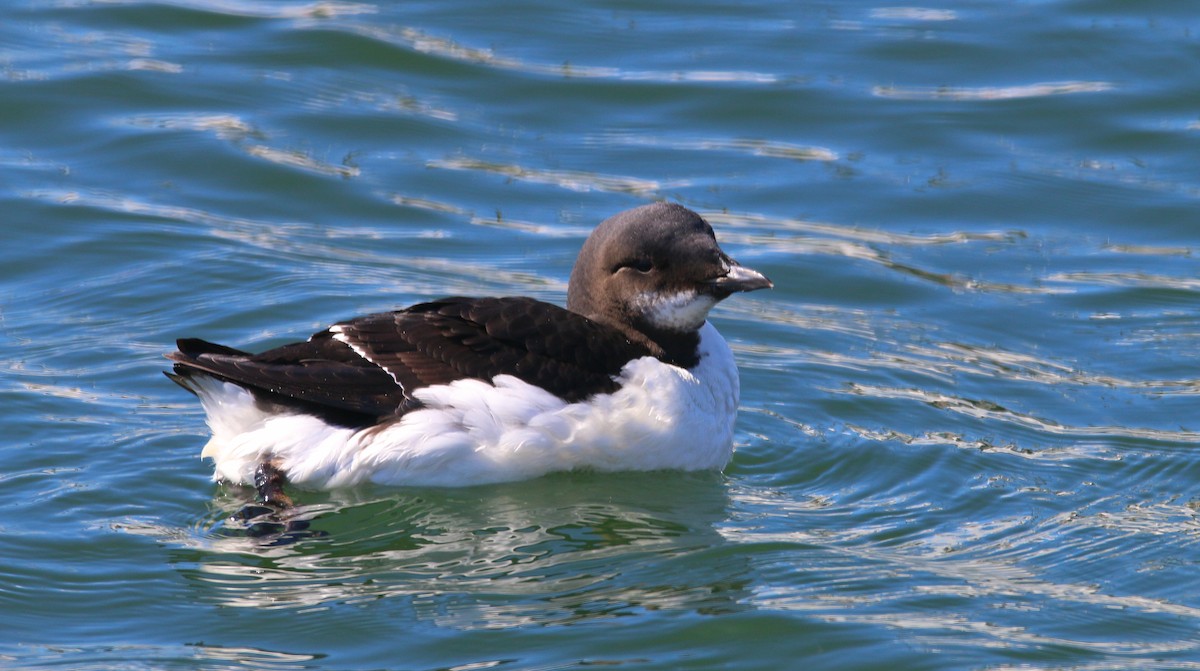 Thick-billed Murre - ML91971331