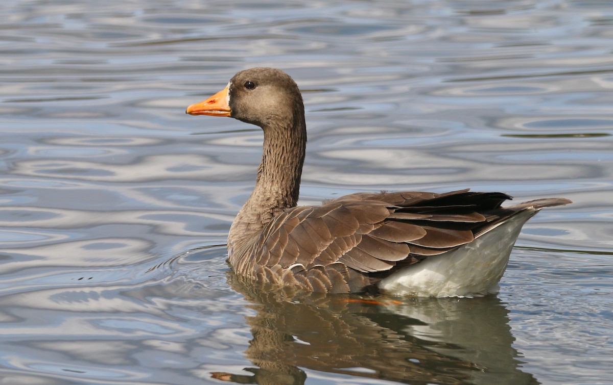 Greater White-fronted Goose - ML91972691