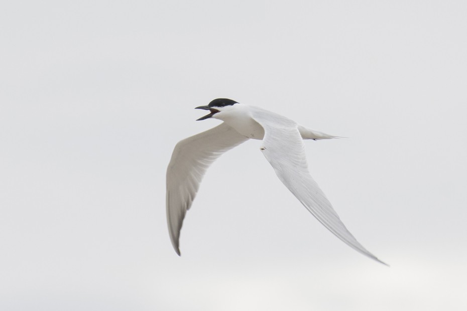 Gull-billed Tern - John Gordon