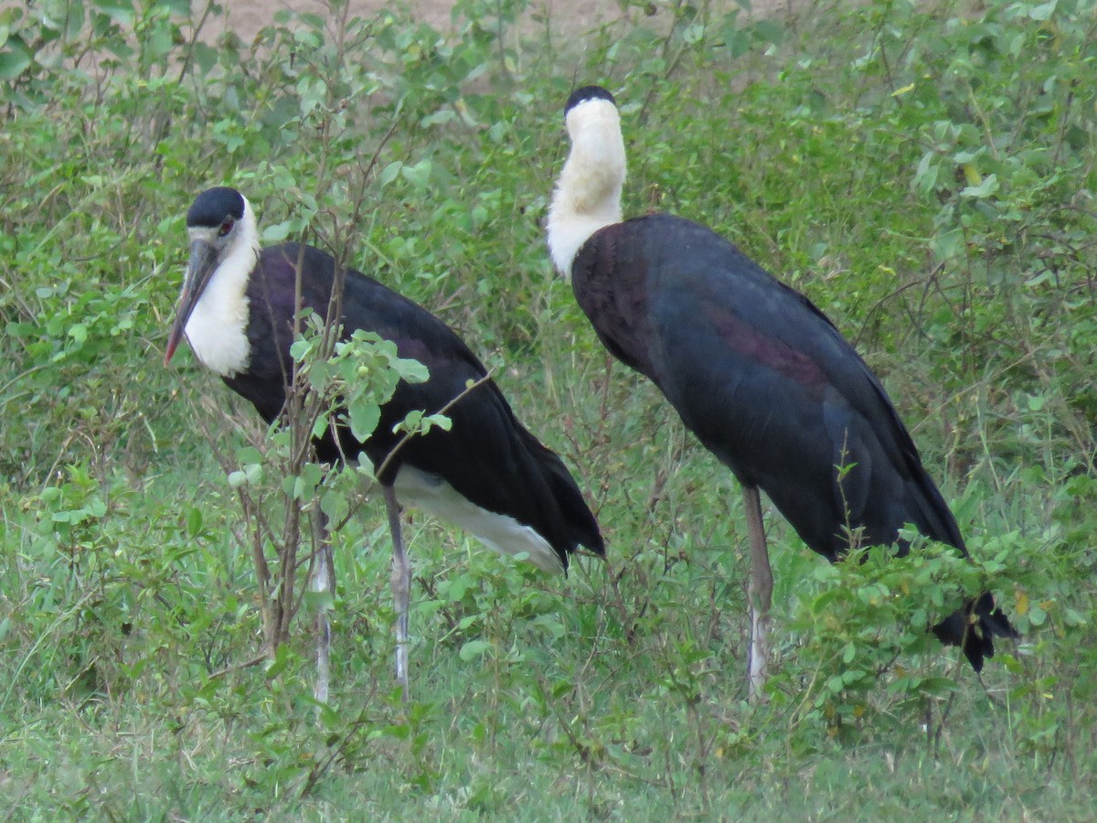 Asian Woolly-necked Stork - ML91974771