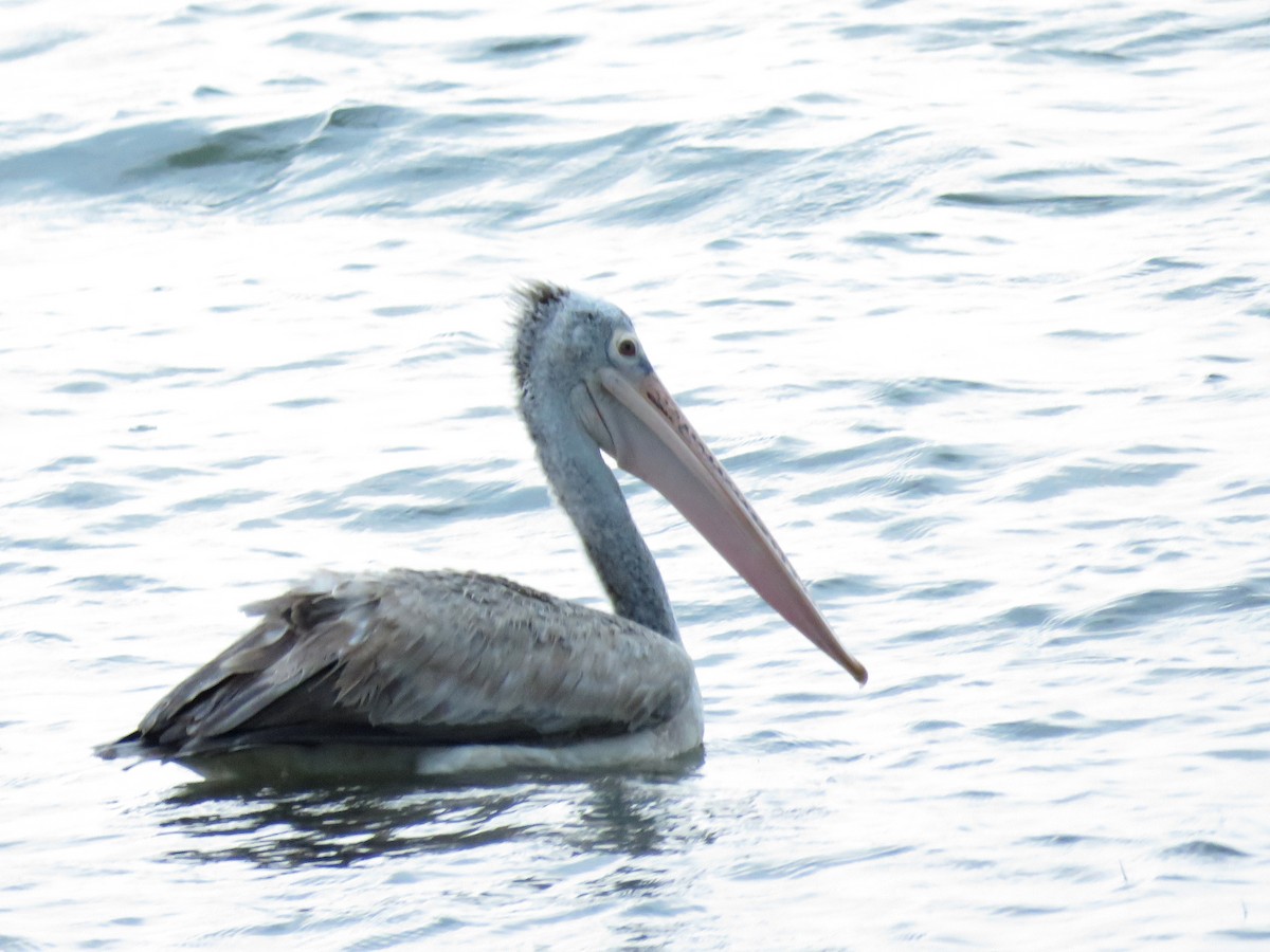 pelikán skvrnozobý - ML91974831