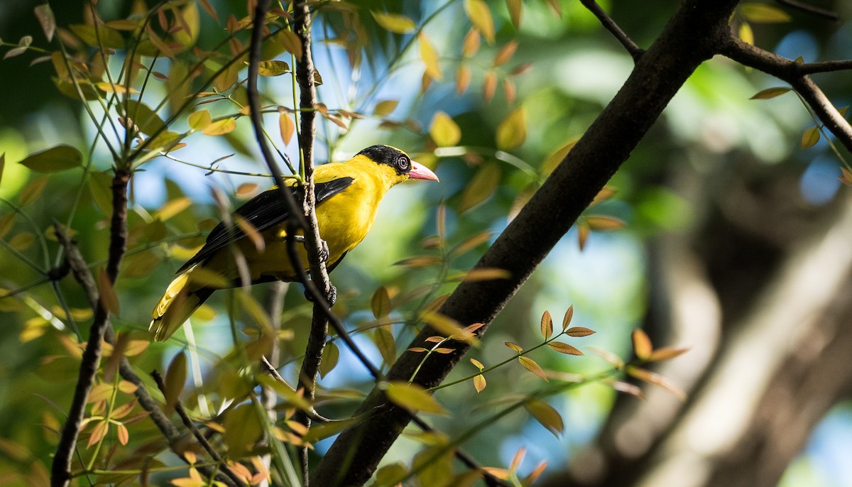 Black-naped Oriole - Forest Botial-Jarvis