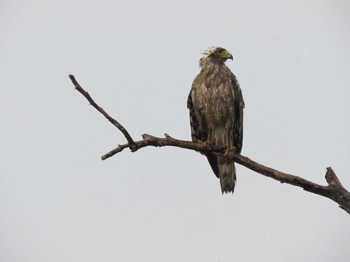 Crested Serpent-Eagle - ML91975031
