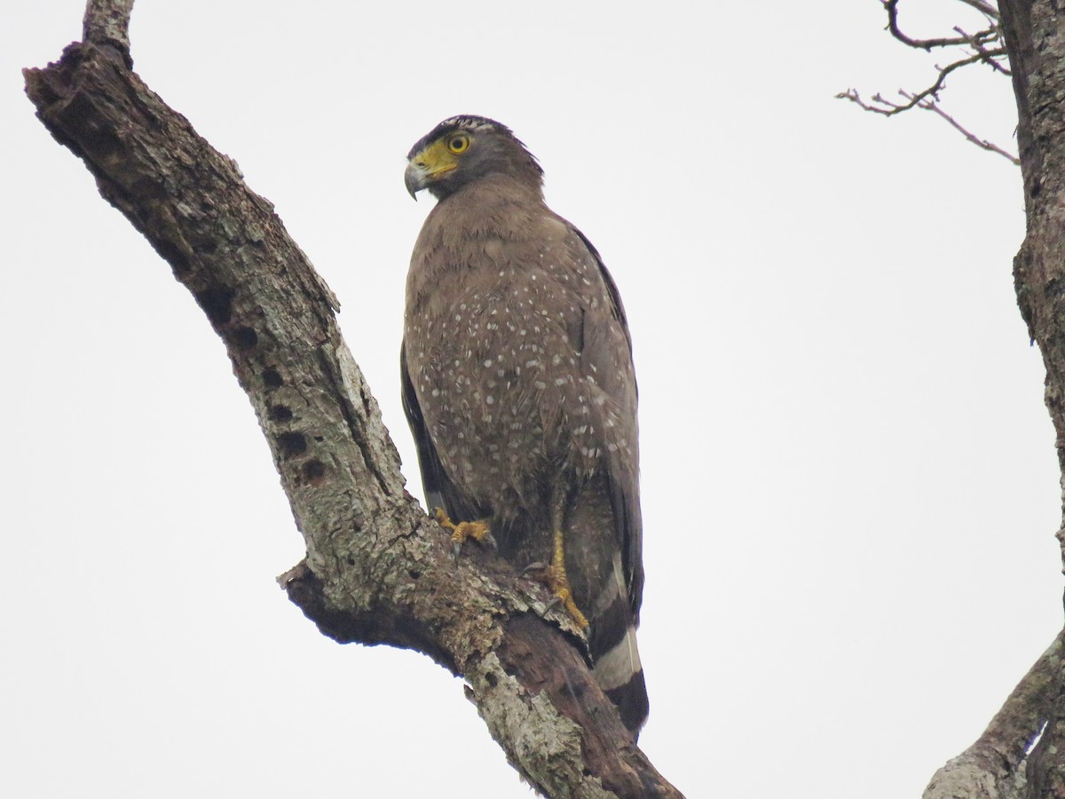 Crested Serpent-Eagle - ML91975061