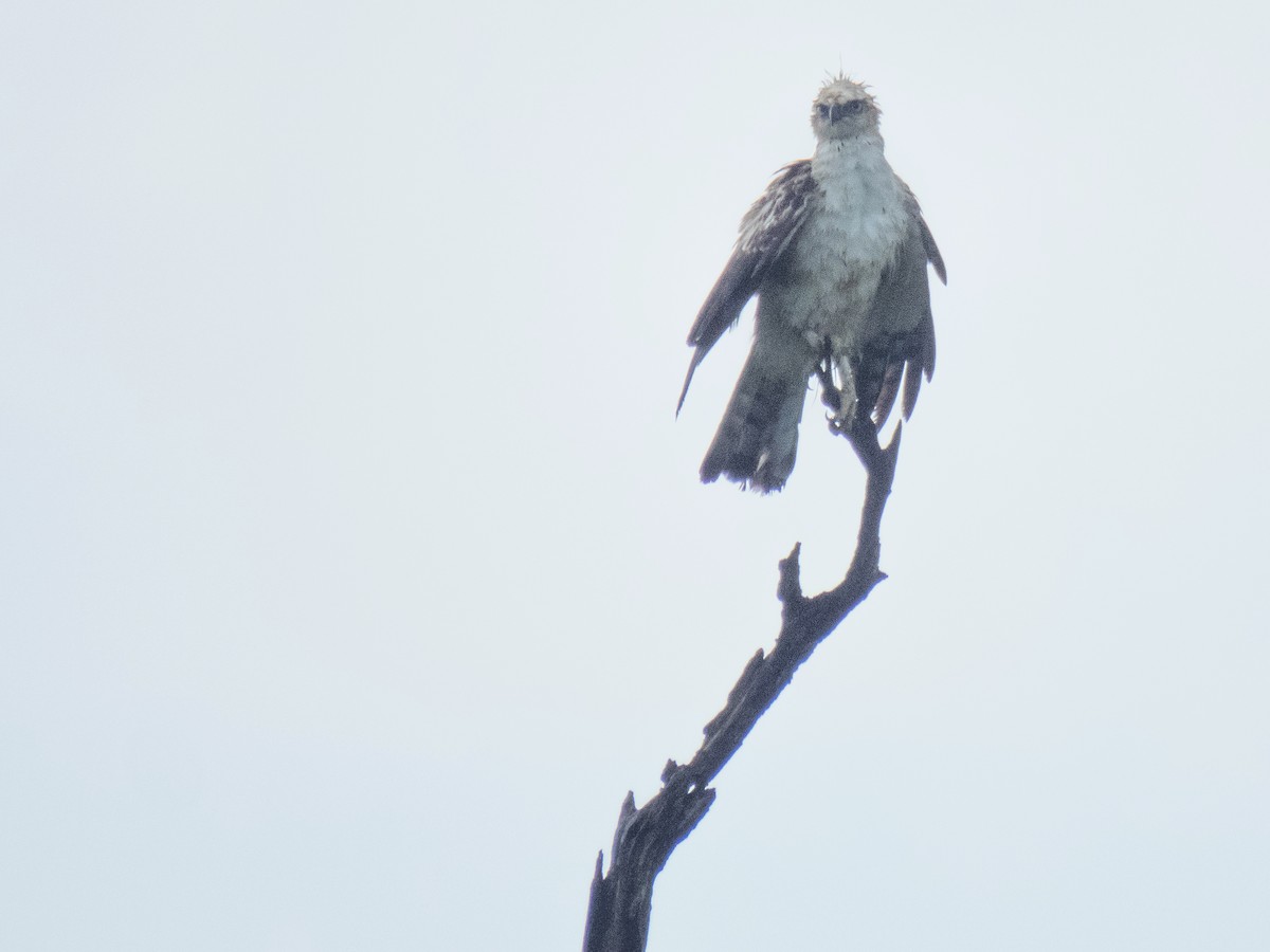 Changeable Hawk-Eagle (Crested) - ML91975071