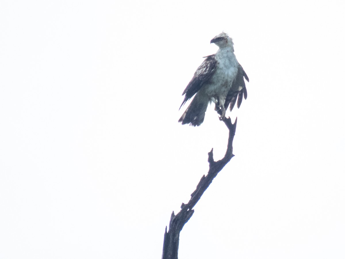 Changeable Hawk-Eagle (Crested) - ML91975081