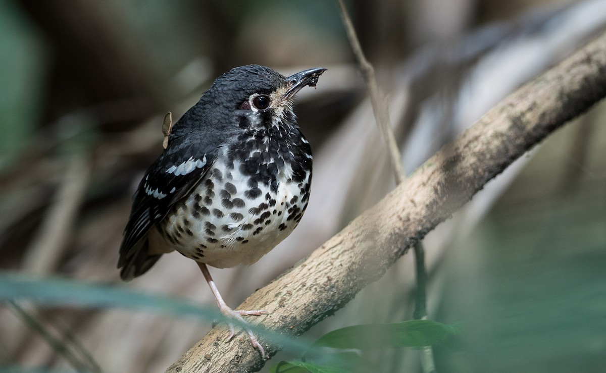 Ashy Thrush - Forest Botial-Jarvis