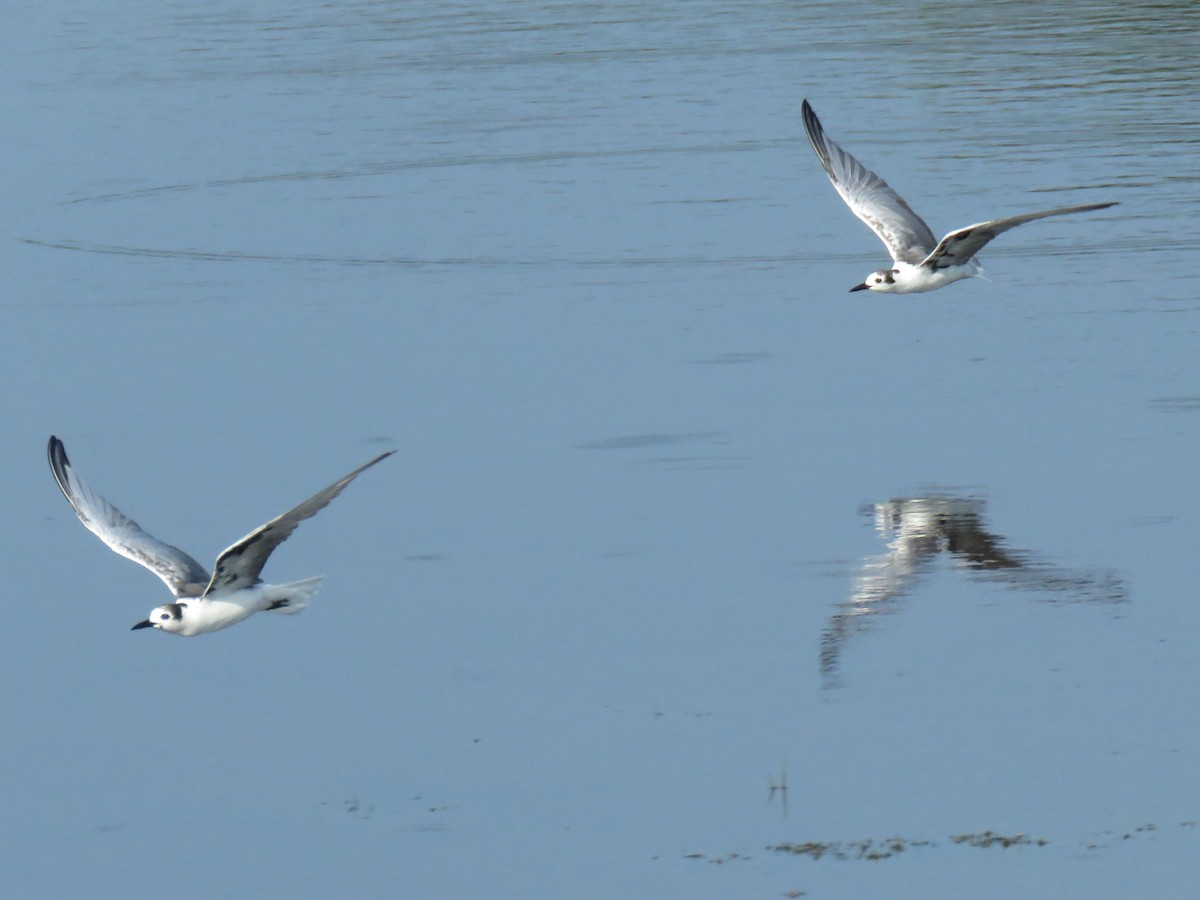 White-winged Tern - Douglas Ball