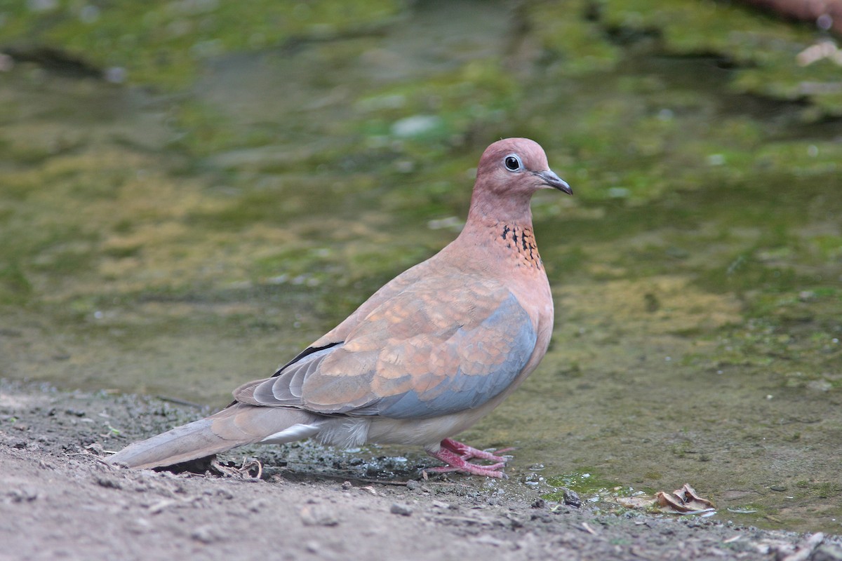 Laughing Dove - Ray Scally