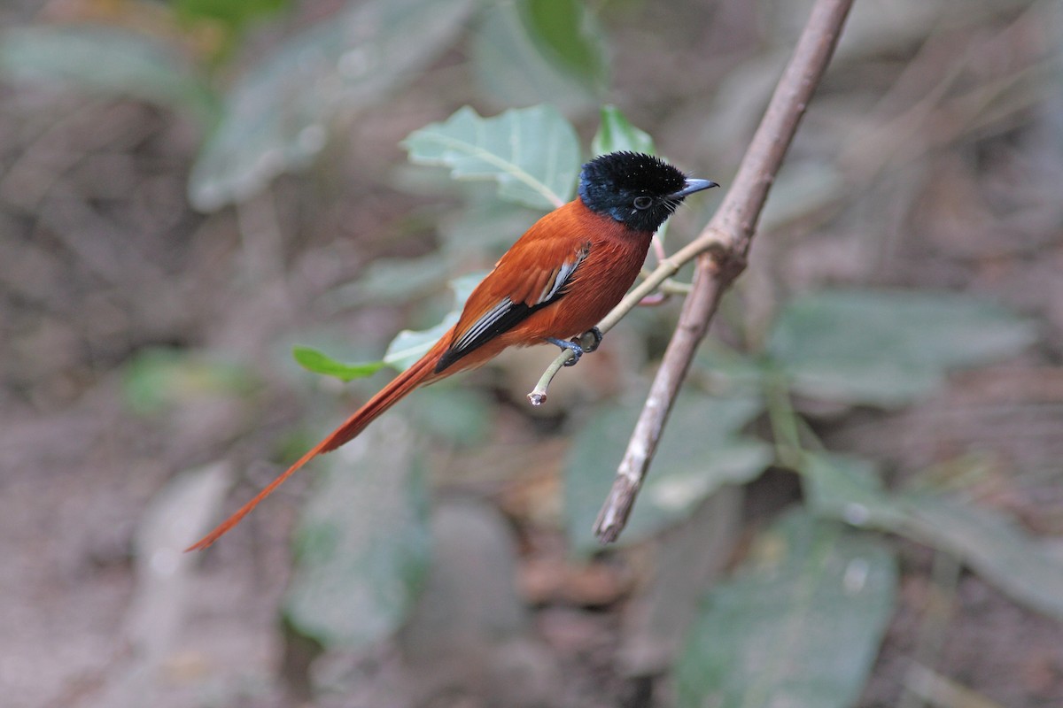 Black-headed Paradise-Flycatcher (Red-bellied) - Ray Scally