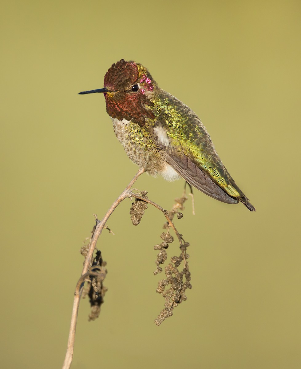 Anna's Hummingbird - Dorian Anderson