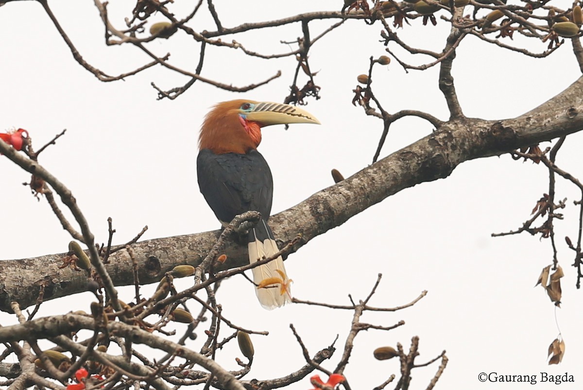 Rufous-necked Hornbill - Gaurang Bagda