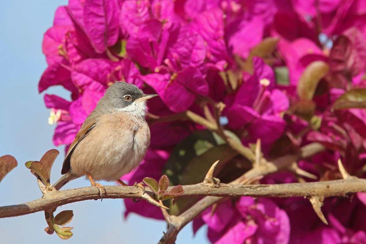 Spectacled Warbler - ML91983861