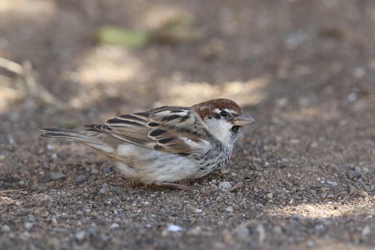 Spanish Sparrow - Volker Hesse
