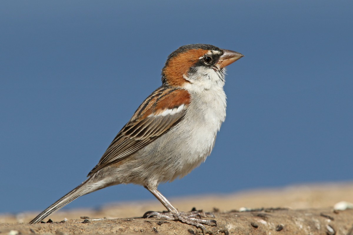 Cape Verde Sparrow - ML91985541
