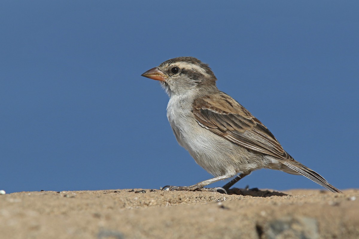 Cape Verde Sparrow - Volker Hesse
