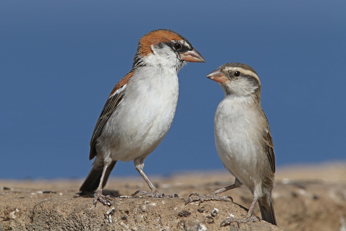 Cape Verde Sparrow - ML91985561