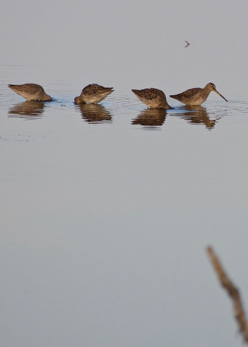 Long-billed Dowitcher - ML91985921