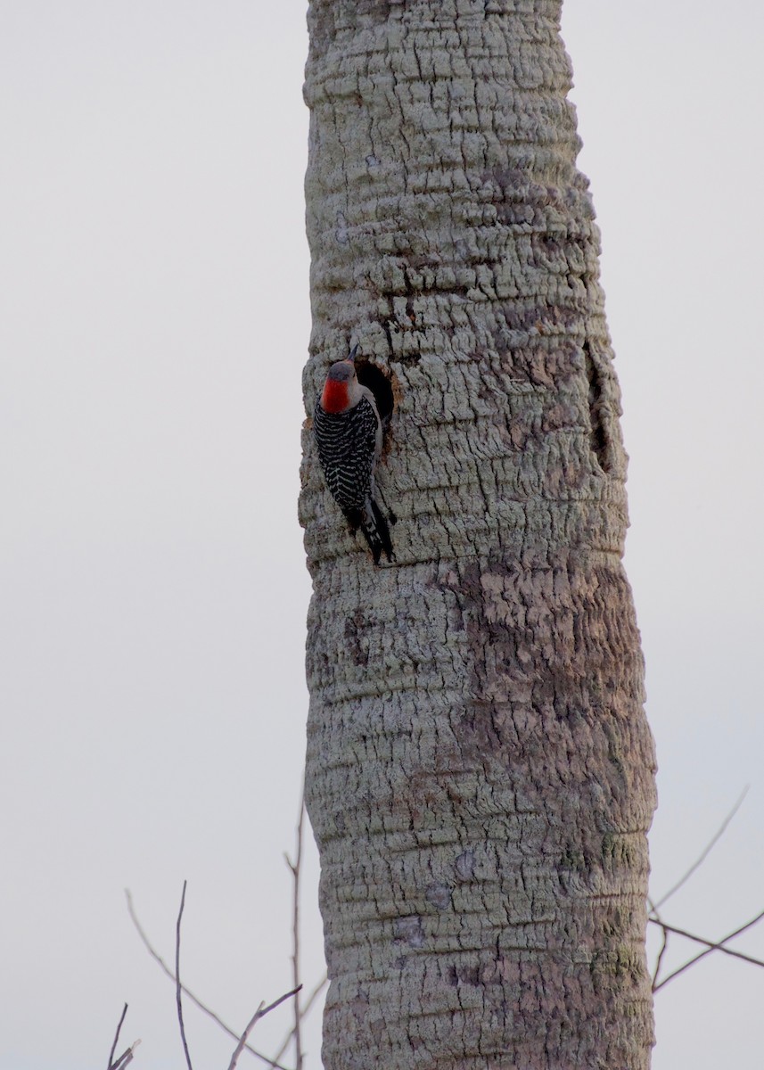 Red-bellied Woodpecker - Jon Cefus