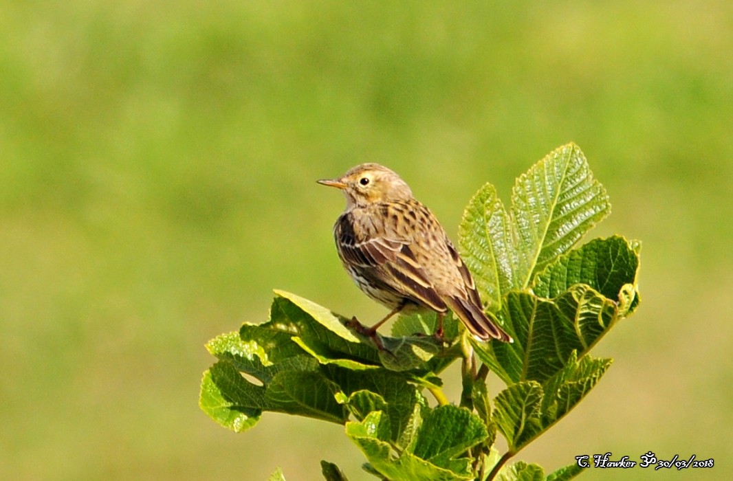 Meadow Pipit - ML91987751