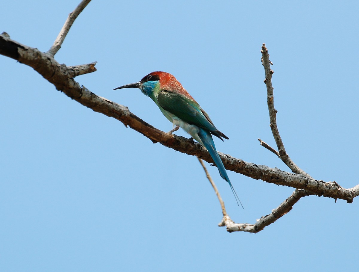 Blue-throated Bee-eater - ML91988631