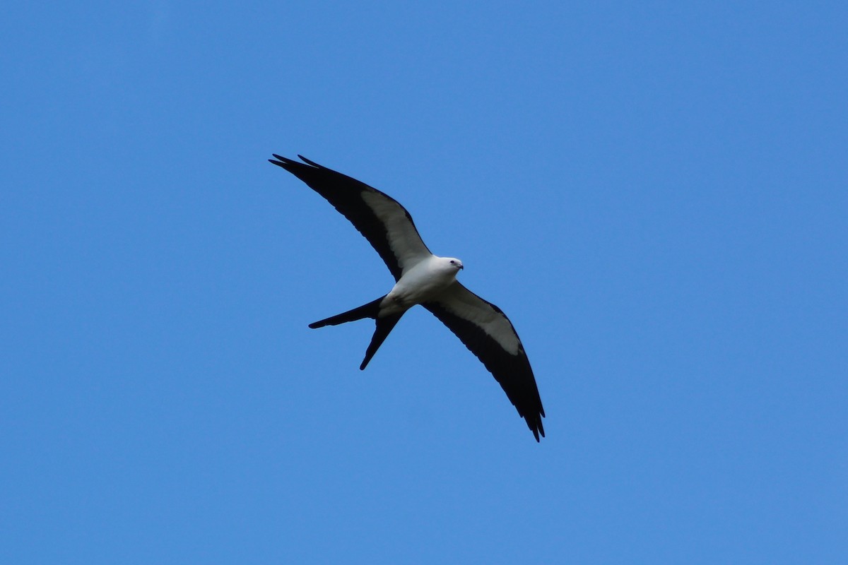 Swallow-tailed Kite - Tahiry Langrand