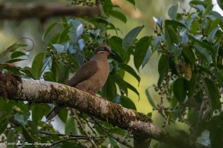 White-eared Brown-Dove, ML91989911