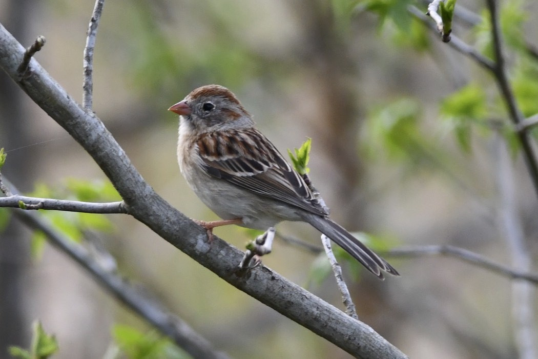 Field Sparrow - Christine Kozlosky