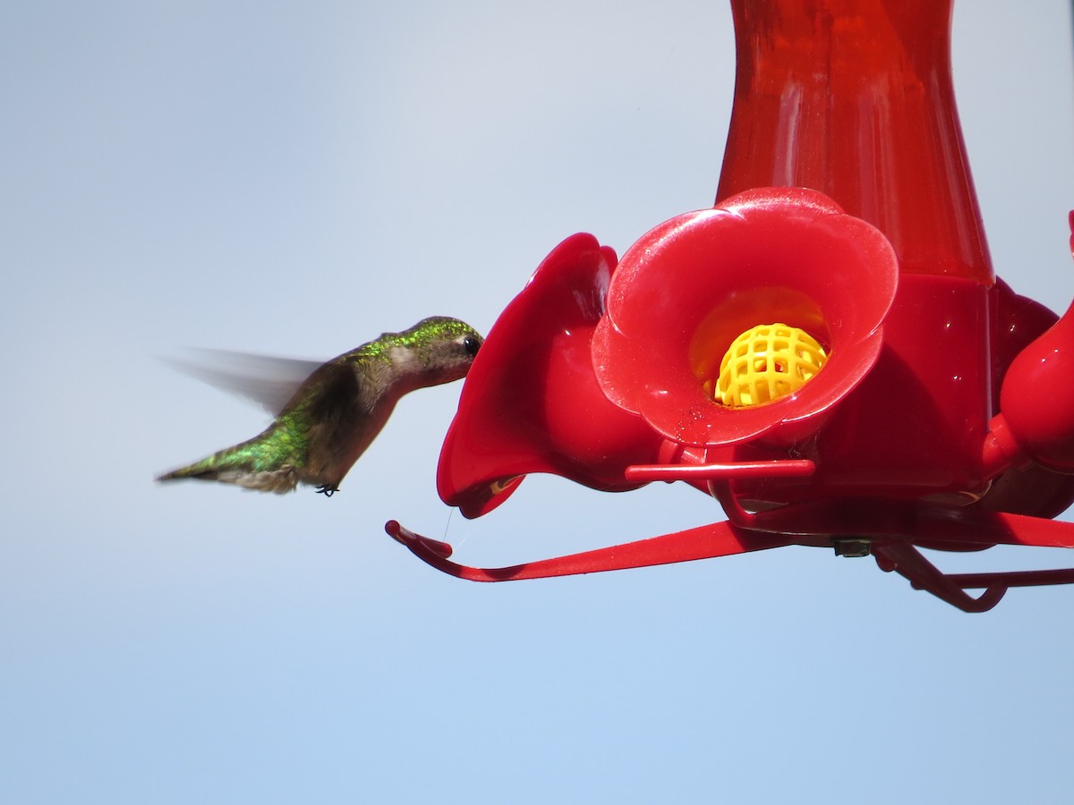 Ruby-throated Hummingbird - ML91990461