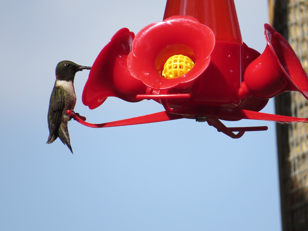 Ruby-throated Hummingbird - ML91990471
