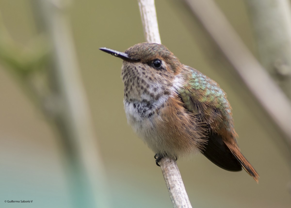 Scintillant Hummingbird - Guillermo  Saborío Vega
