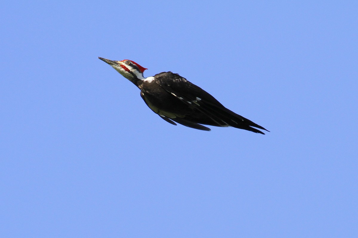 Pileated Woodpecker - Jim Tarolli