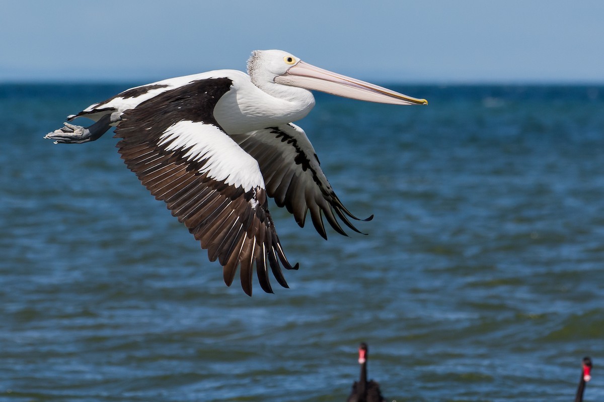 Australian Pelican - John  Van Doorn