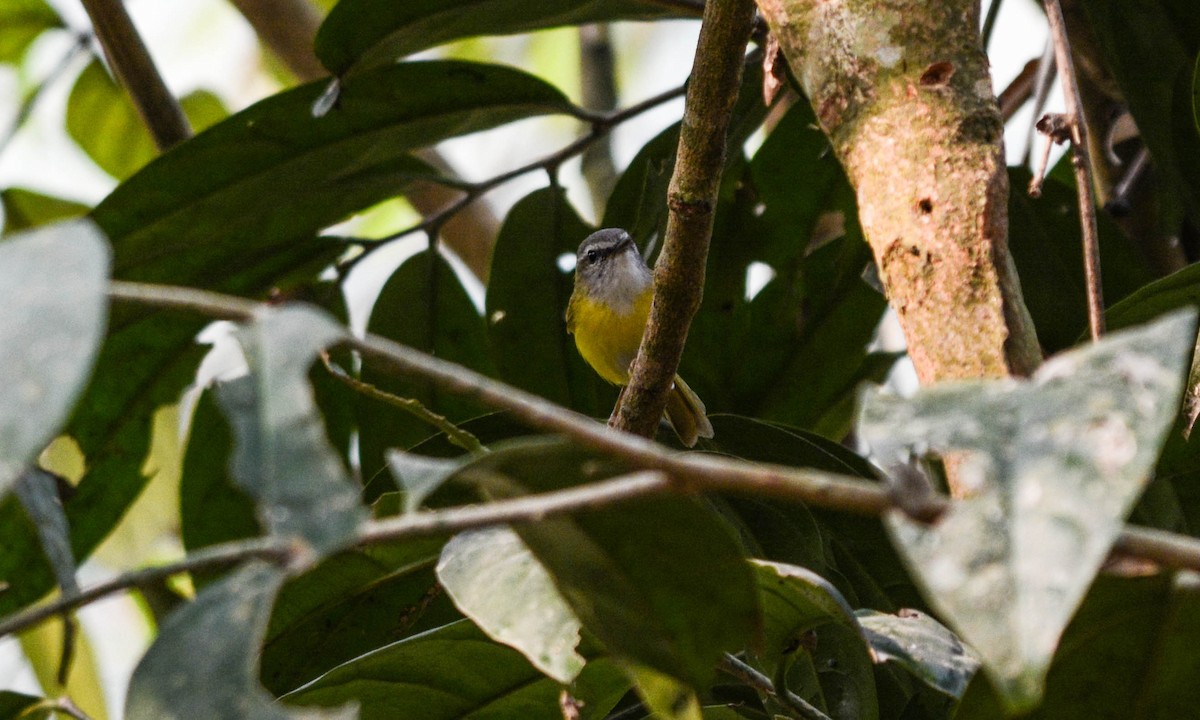 Yellow-bellied Warbler - Jitendra Sarmah