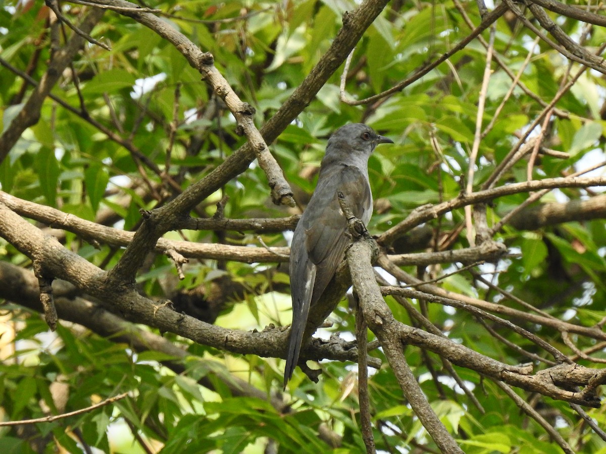 Gray-bellied Cuckoo - Sivakumar Ramasamy