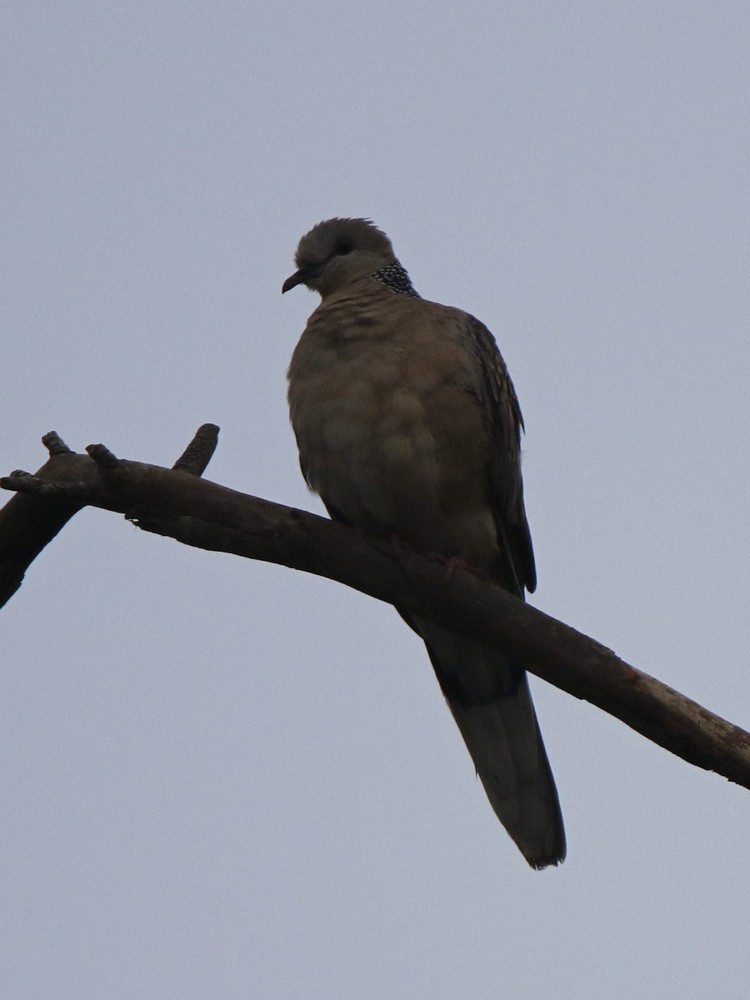 Spotted Dove - Subhadra Devi