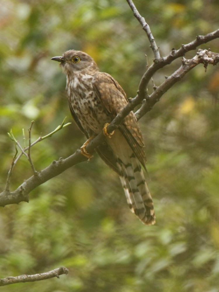 Common Hawk-Cuckoo - ML91999561