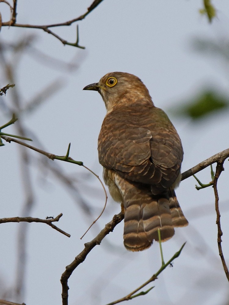Common Hawk-Cuckoo - ML92000381