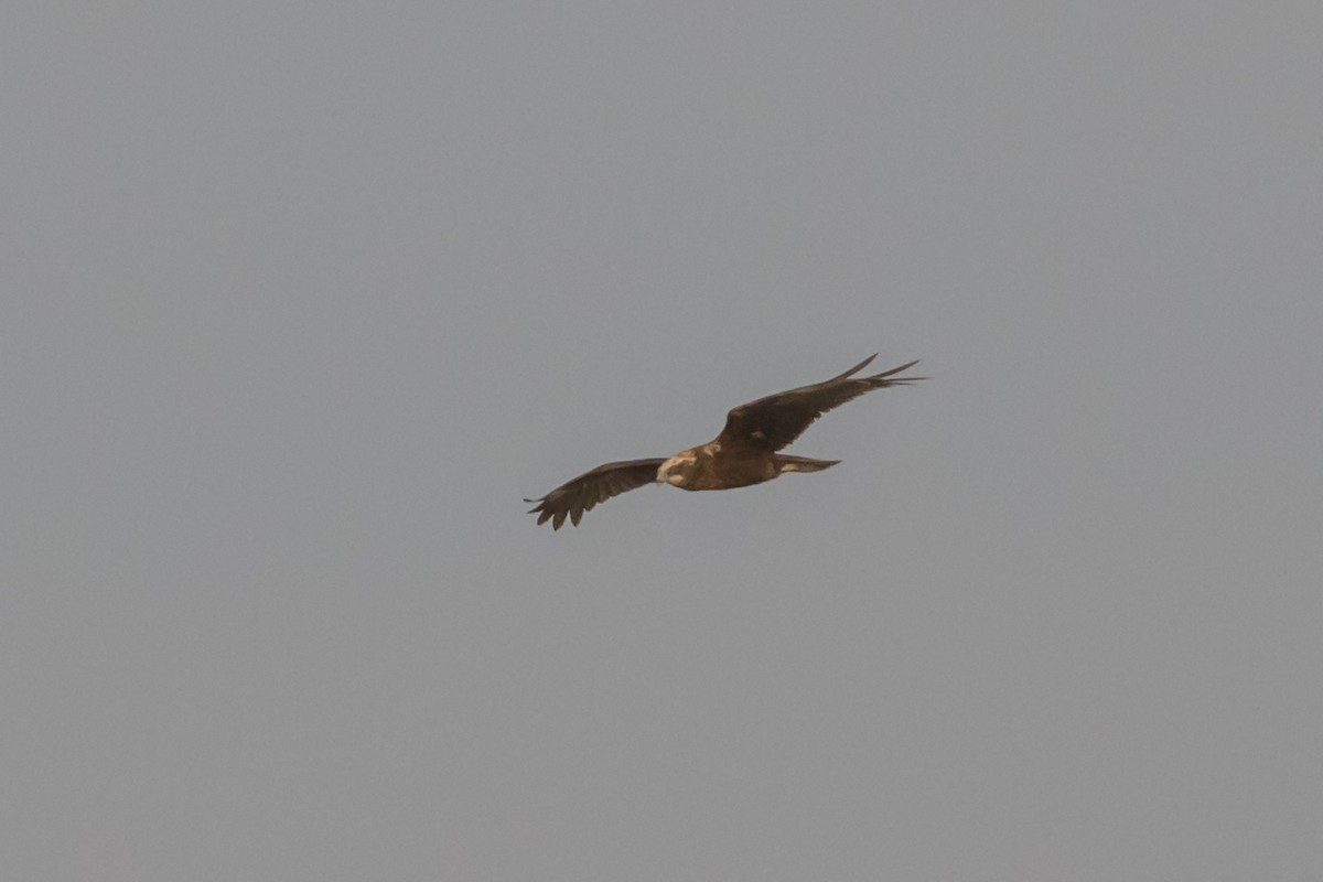 Western Marsh Harrier - Dorna Mojab